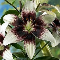 Cappuccino Tango Lily Flower Bulb