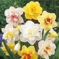 Daffodil Mix
