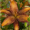 Halloween Tango Lily Flower Bulb
