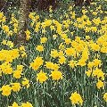 Jonquil Daffodil